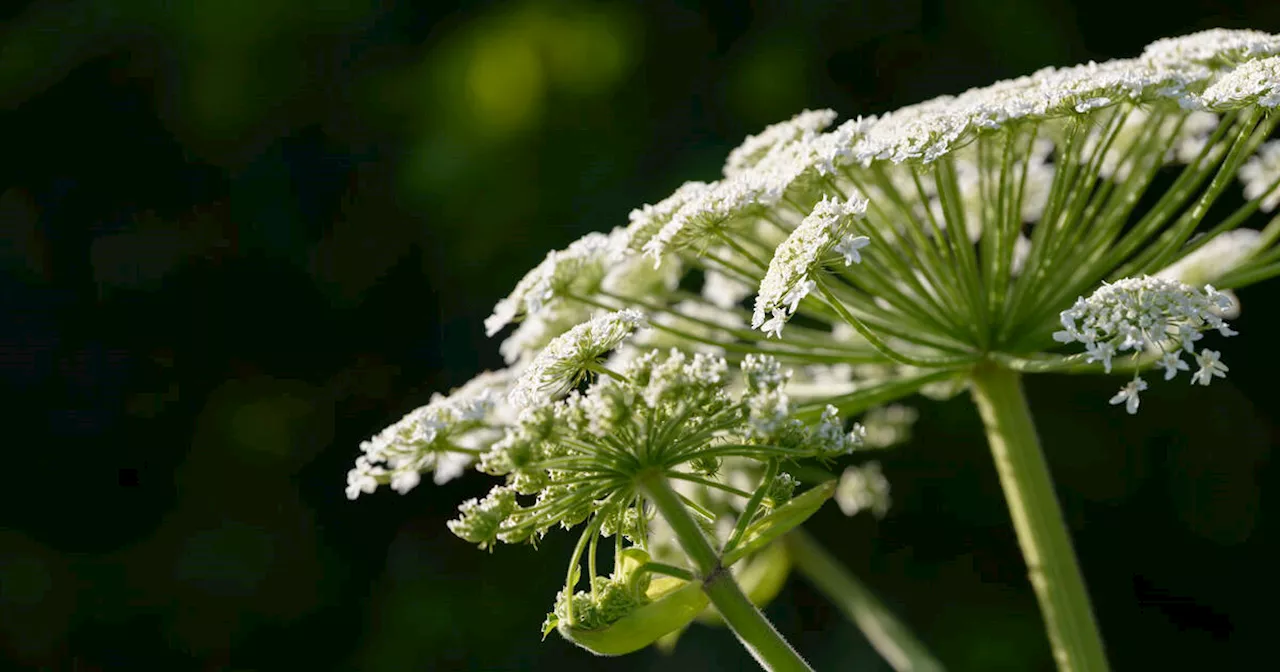 One of Canada's most dangerous plants is starting to bloom in Toronto