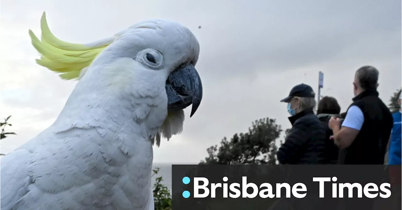 Fake snakes, bricks, sneakers: How Sydneysiders are fighting the cockatoo bin war