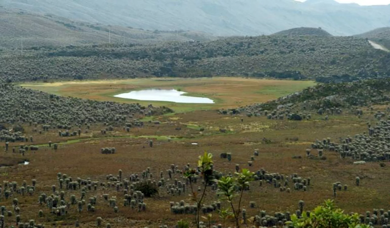 En esta época de sequía, así se está protegiendo el páramo en Sumapaz