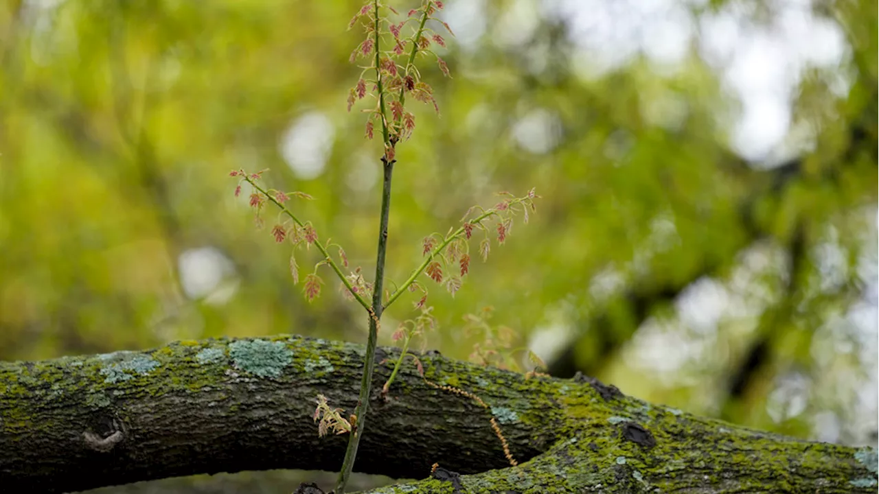 Unusually long allergy season in Austin persists due to unique weather conditions