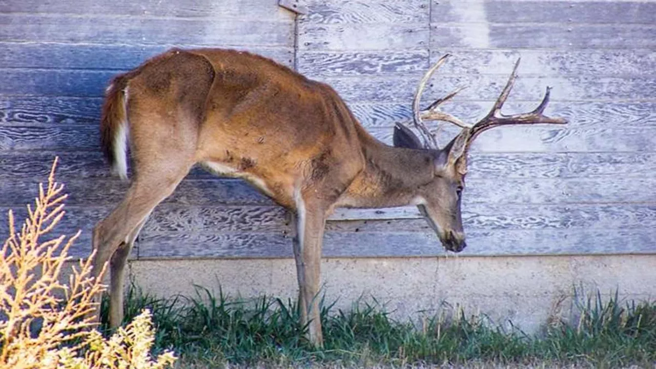 Two hunters 'become first Americans to die from ZOMBIE DEER disease' after eating infected venison