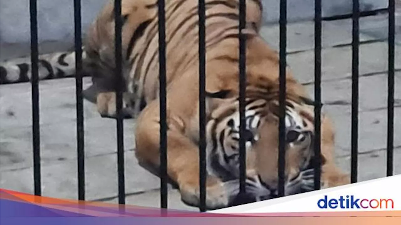 ART di Samarinda Tewas Diterkam Harimau, Majikan Dituntut 3 Bulan Penjara