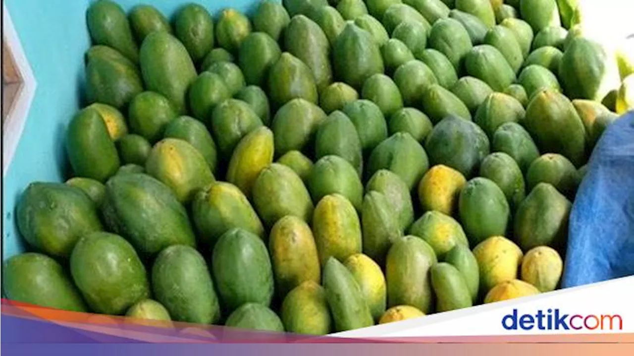 Petani Pepaya Raih Omzet Rp 36 Juta Per Bulan Berkat Kredit Ultra Mikro BRI