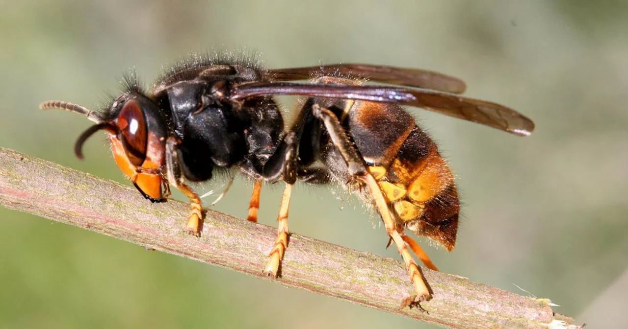 Asian Hornet warning as experts bid to 'locate and destroy'