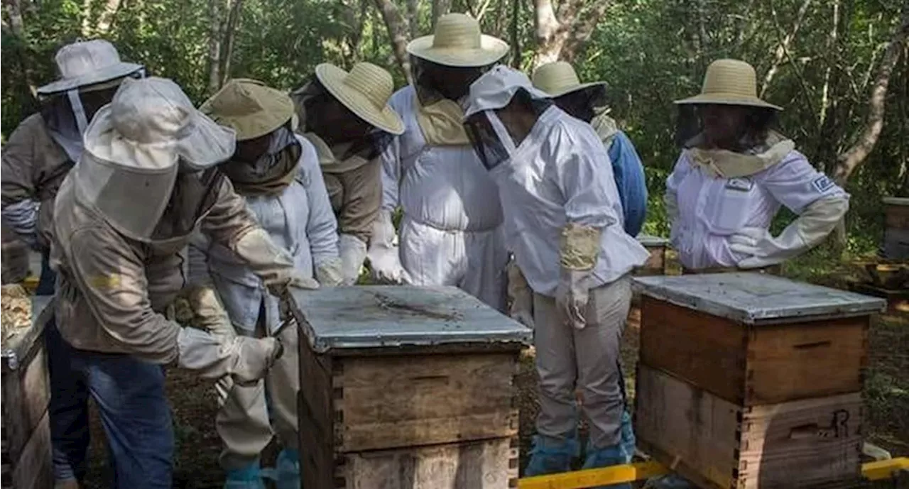 Agroquímicos proponen iniciativa de Ley Apícola de Yucatán