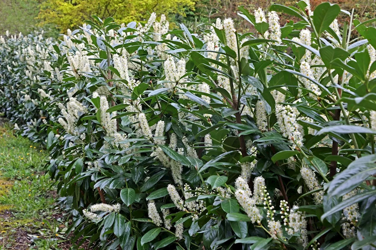 Hass-Pflanze Kirschlorbeer: Was Gartenfans jetzt tun sollten