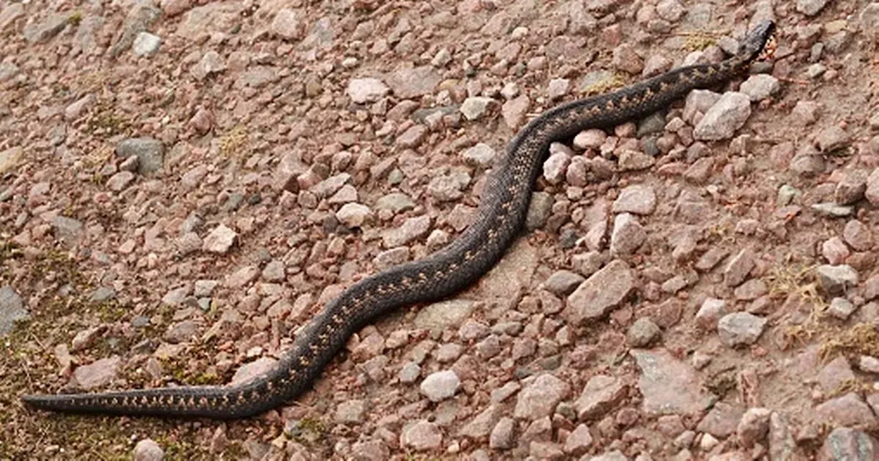 Dog 'bitten' by UK's only poisonous snake at Glasgow park as pet owners warned