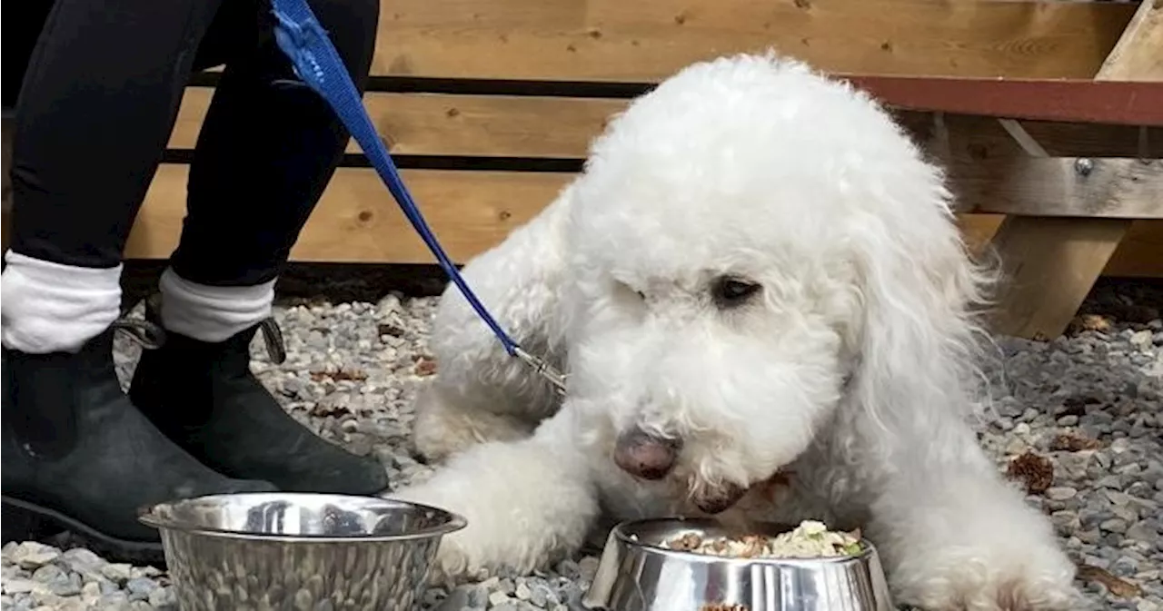 Calgary-area pub kicks off patio season with new menu for dogs