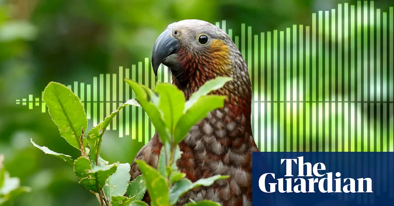 Penguins in the pond, kiwi in the back yard: how a city brought back its birds