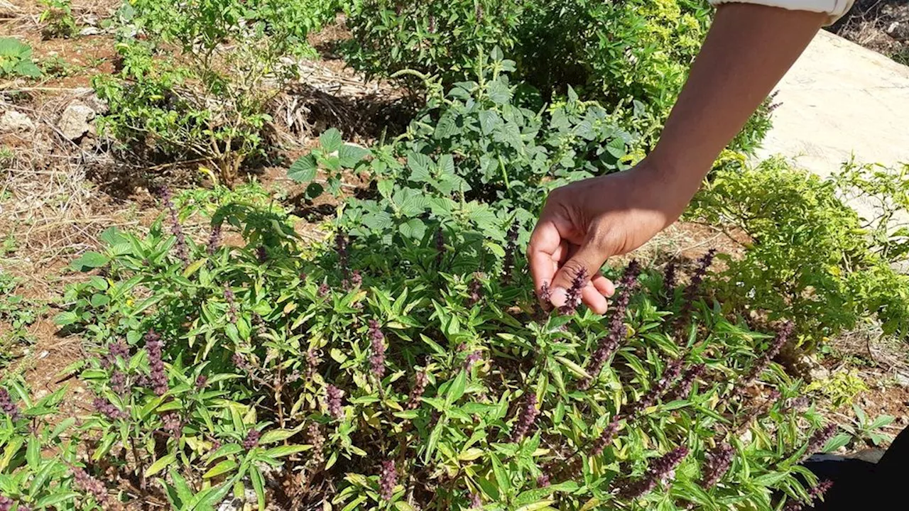 Aroma Rempah Menguar dari Kebun Sekolah