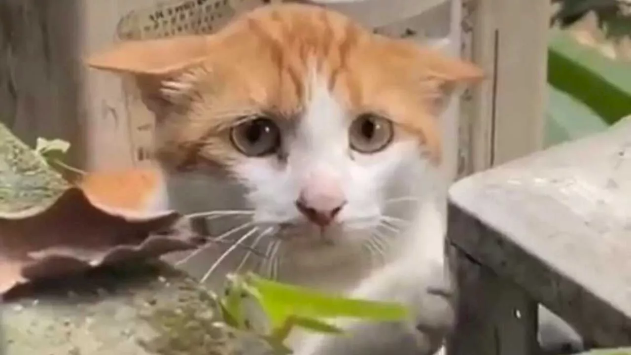 VIDEO: Mamá gato es captada pidiendo ayuda para salvar a su cría