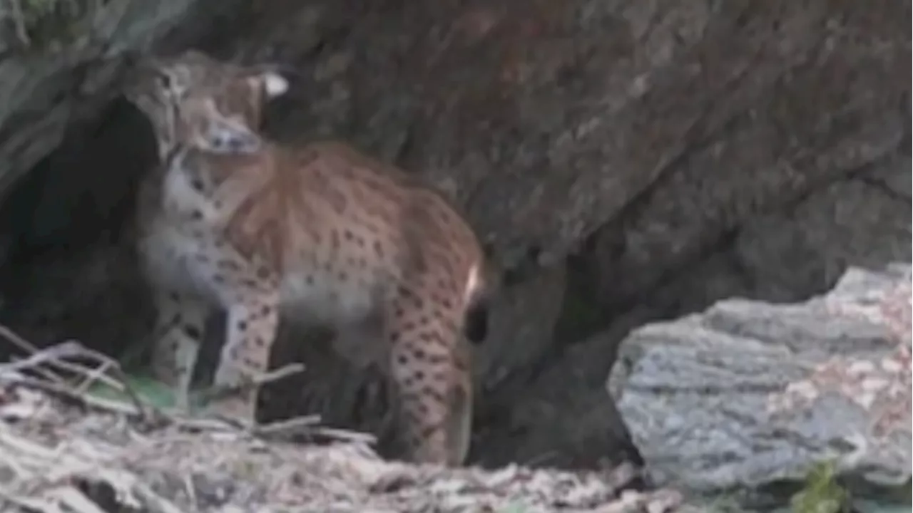 Luchs Janosch zog von Tschechien ins Waldviertel