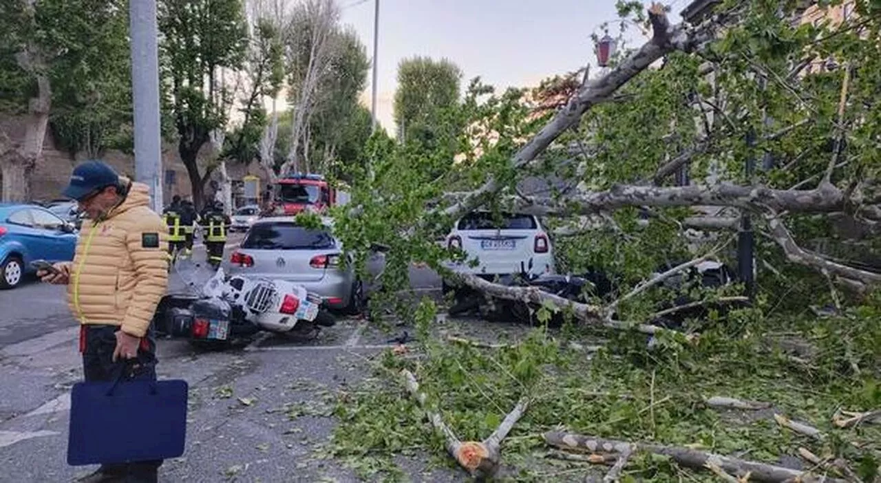 Albero crolla sulle auto in sosta: paura davanti all’Umberto I