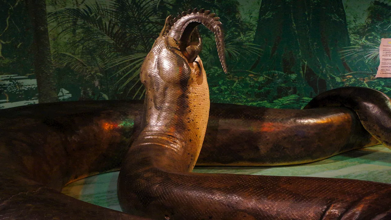 ‘Largest snake’ species to have ever lived on Earth may have been discovered