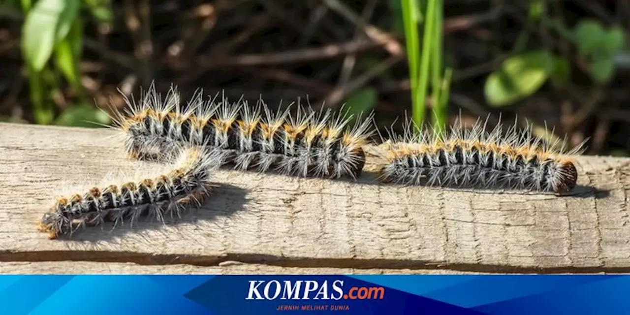 Bikin Gatal-gatal, Ini 5 Cara Membasmi Ulat Bulu dari Rumah