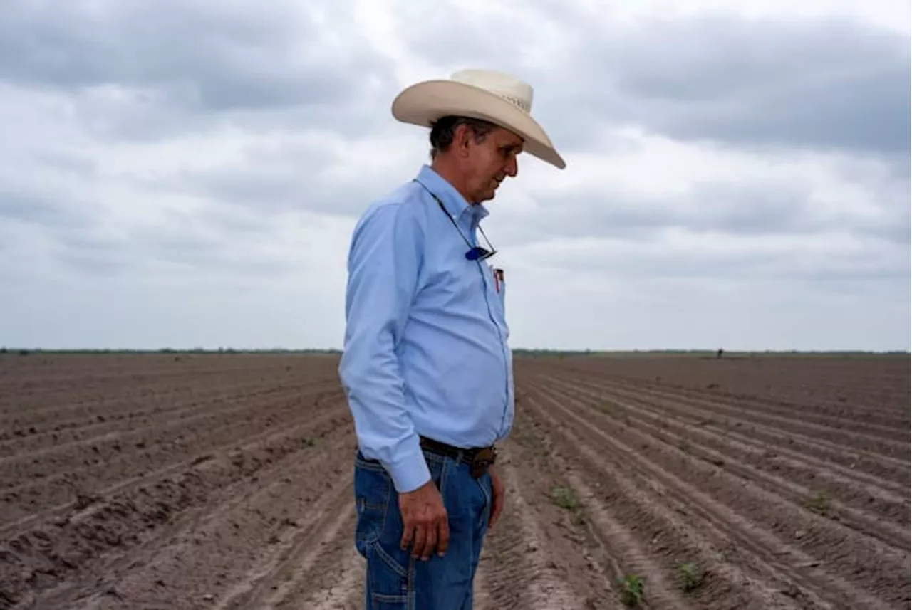 South Texas farmers are in peril as the Rio Grande Valley runs dry — again