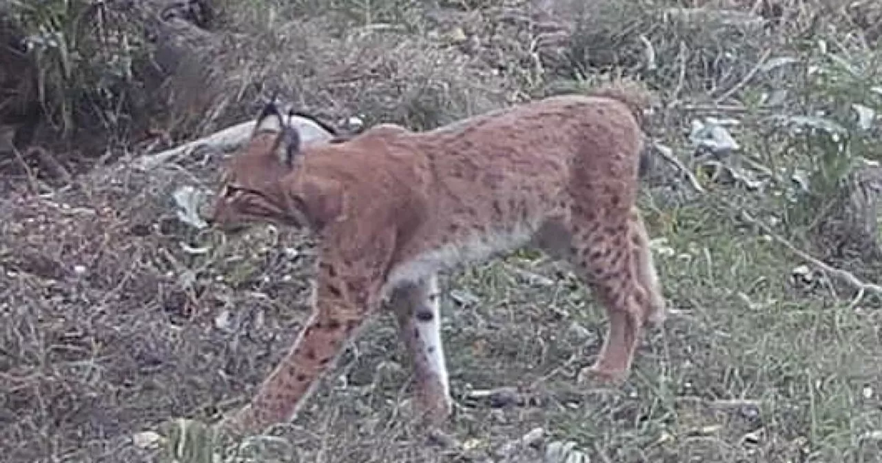 Erfolgreiches Monitoring: Luchs Janosch und seine Liebe zum Waldviertel