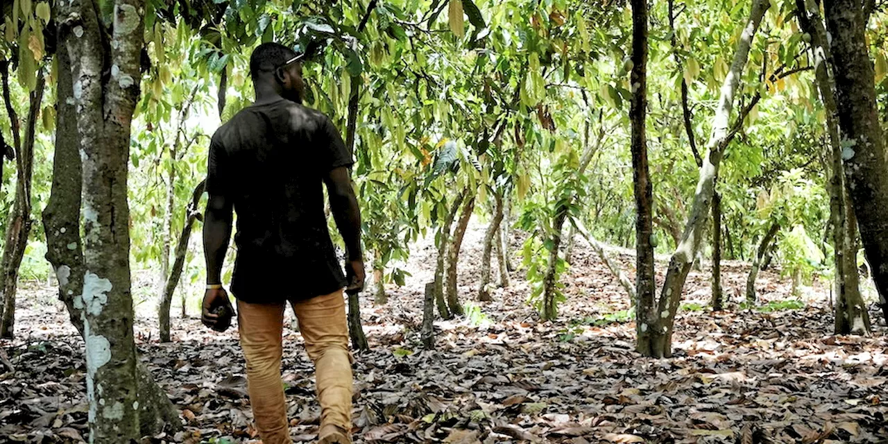 Côte d’Ivoire : quand le prix du cacao cristallise les enjeux de toute une filière