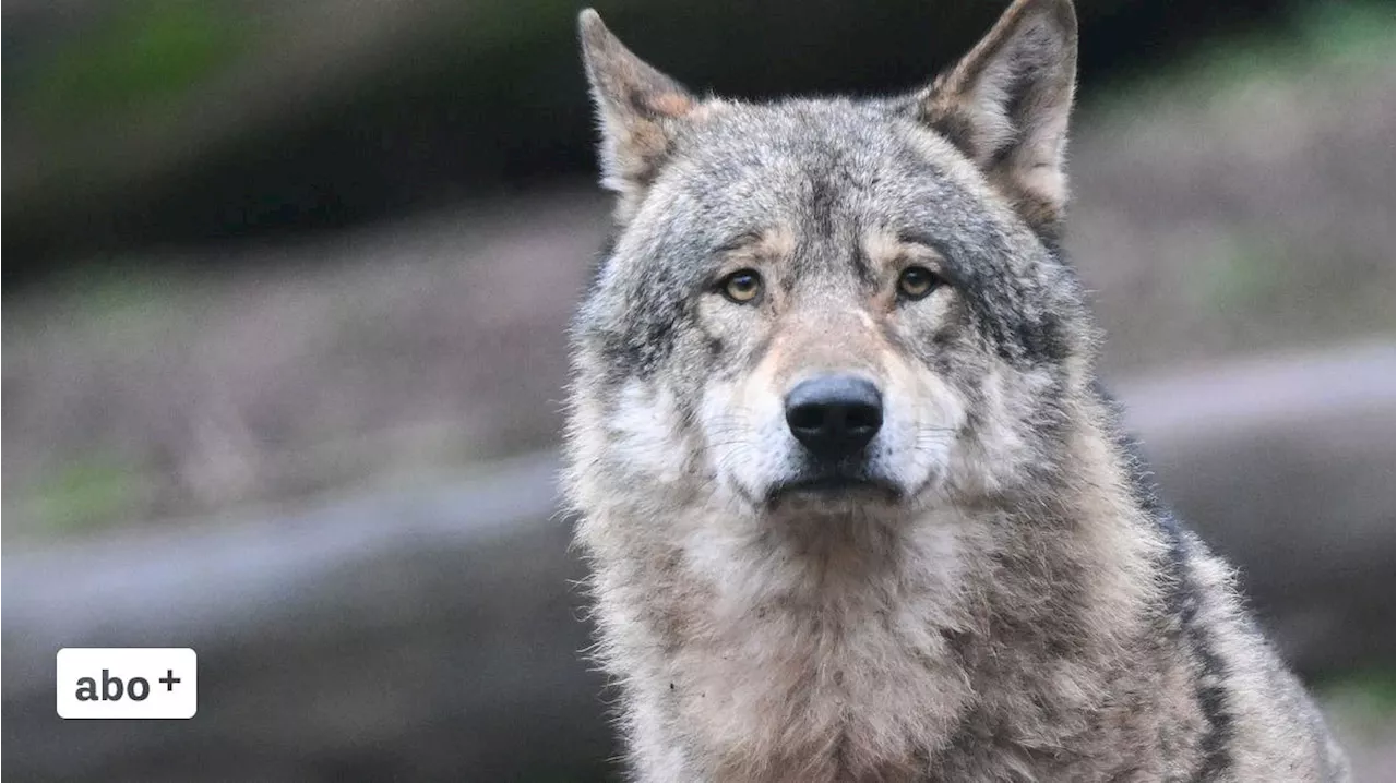 Wolfsjagd in Russland: Experte bezeichnet sie als sinnlos – Regierungsrat Tinner würde Russlandreise wegen «kritischer Reaktionen» nicht mehr bewilligen