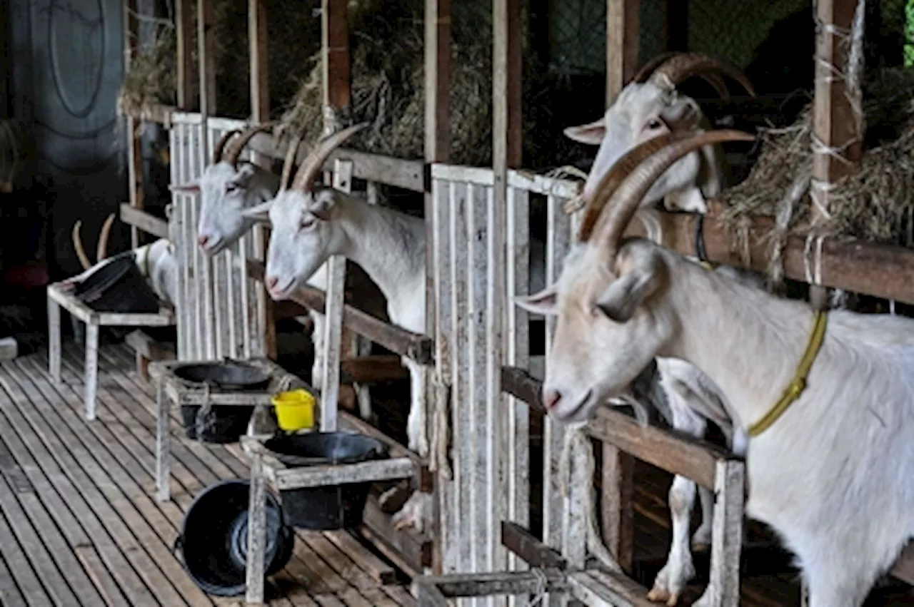 Veterinary Services Dept sets up task force to monitor farms that keep livestock of unknown health status