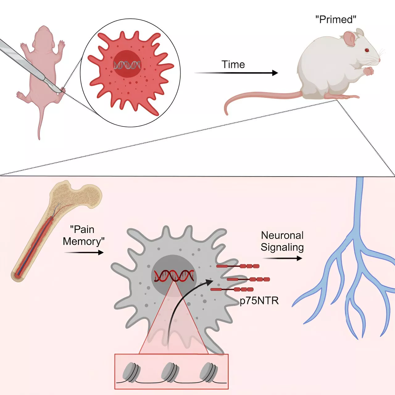 Immune cells carry a long-lasting 'memory' of early-life pain