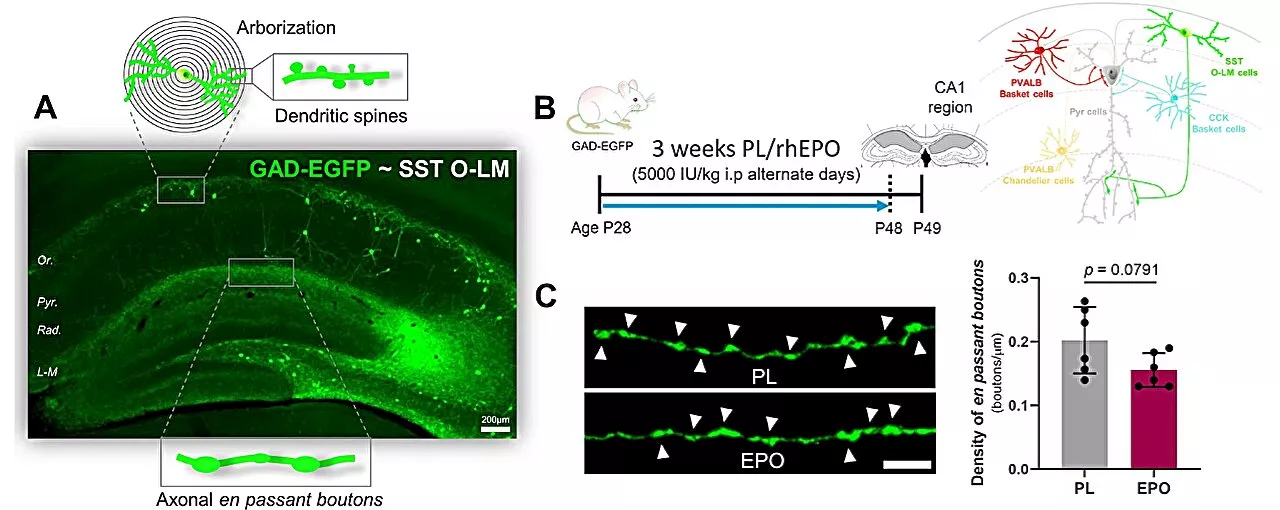 Molecular atlas shows how the growth factor erythropoietin affects neurons