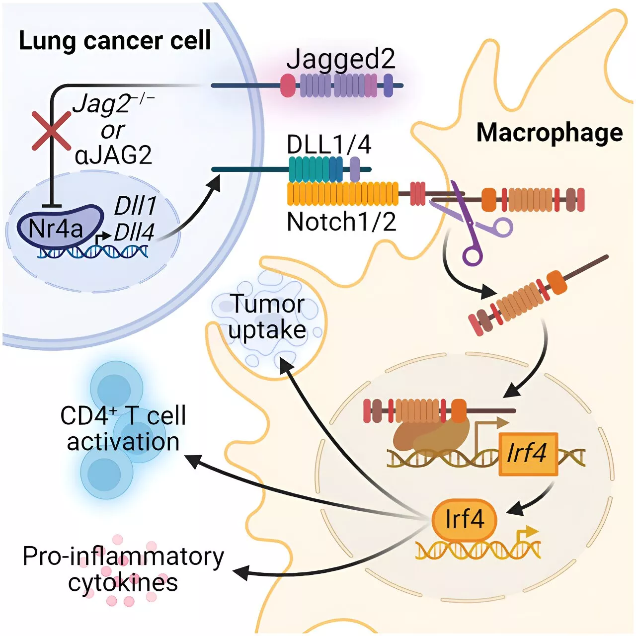 Researchers discover new therapeutic target for non-small cell lung cancer