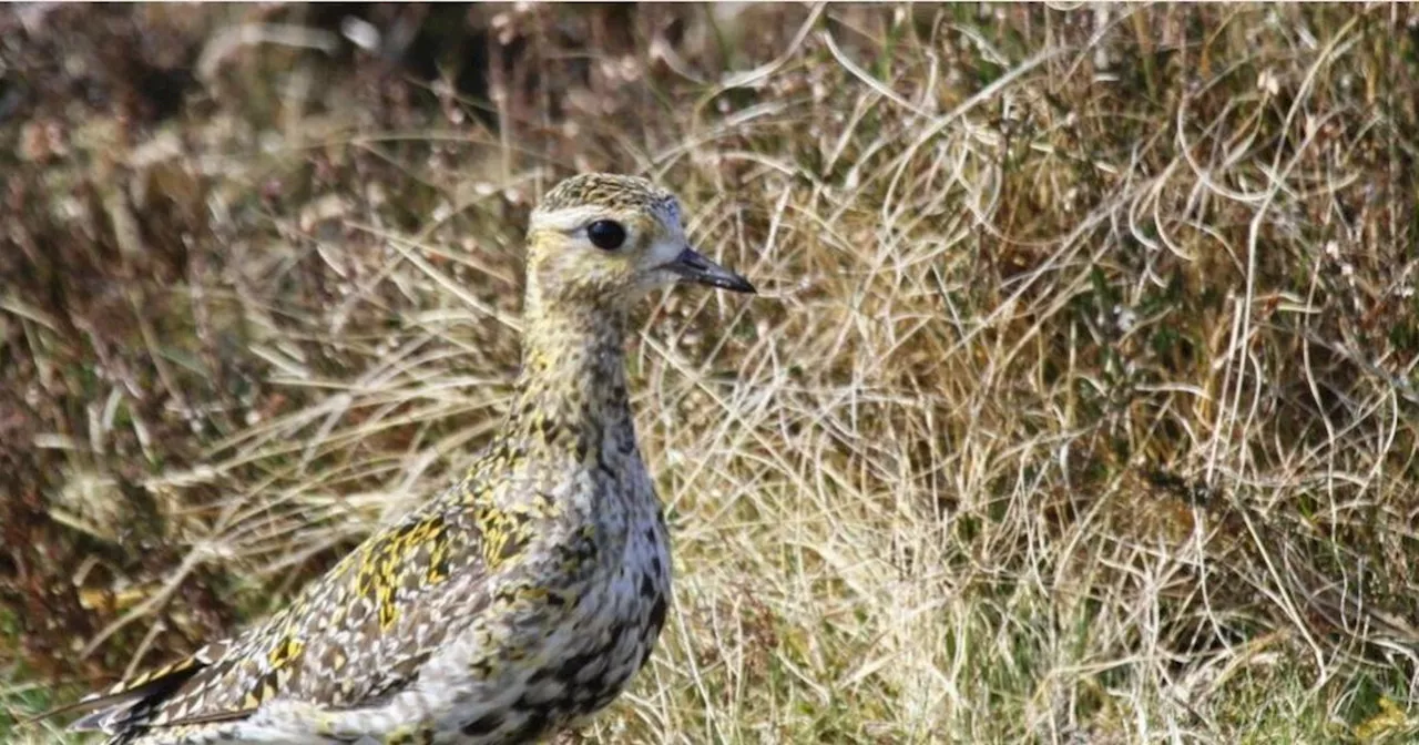 National Trust plea to dog owners as spring arrives on moorland nesting sites