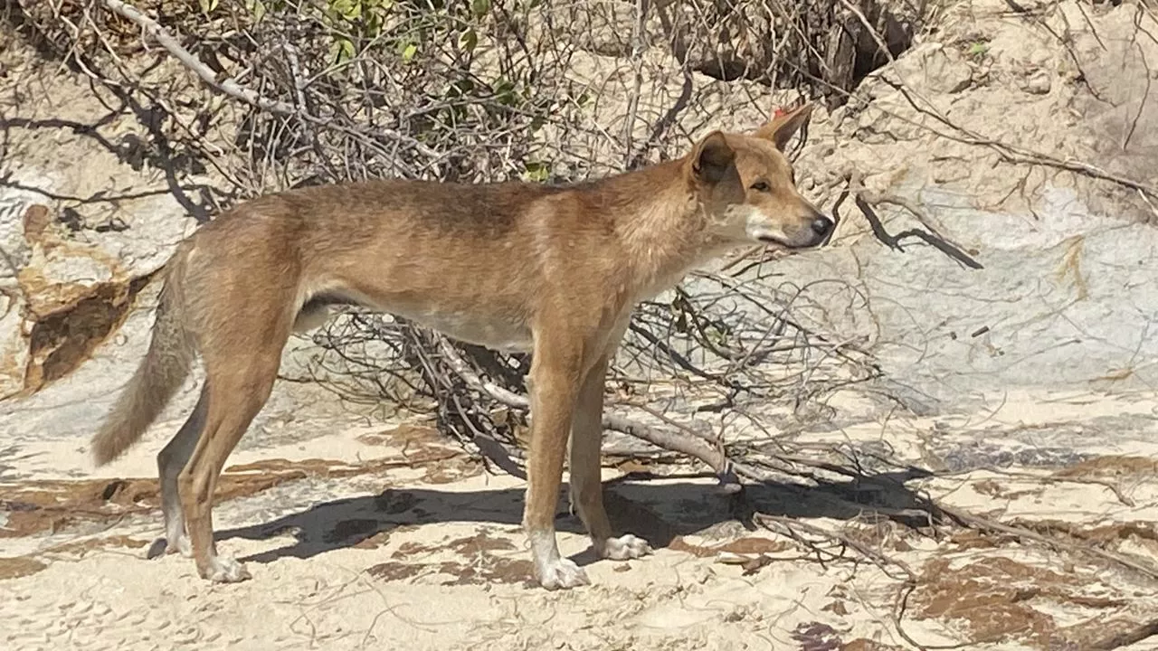 Child bitten by dingo at tourist hotspot