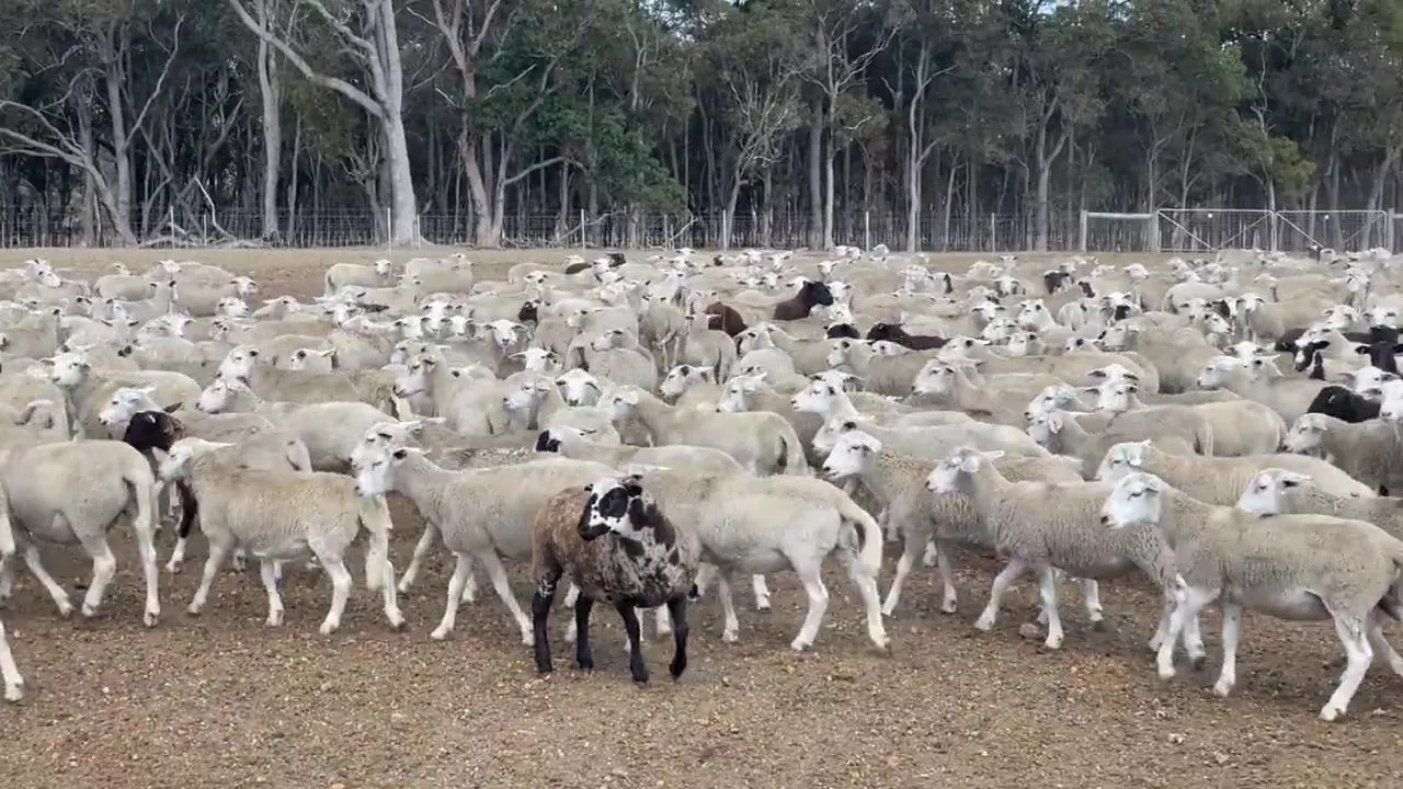 Devastating reason farmer dug mass grave