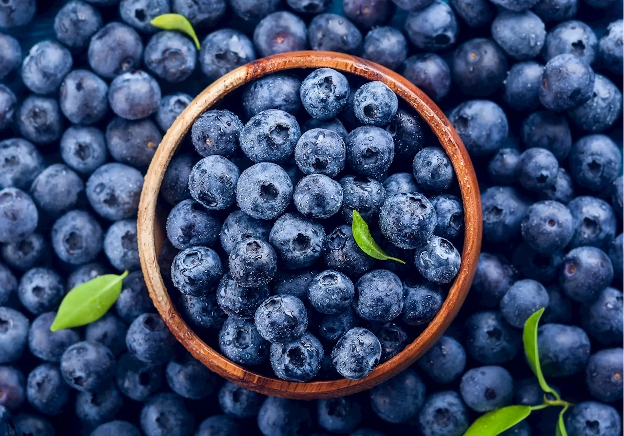 Exploring the benefits of blueberries: Studies link extract to reduced cognitive aging