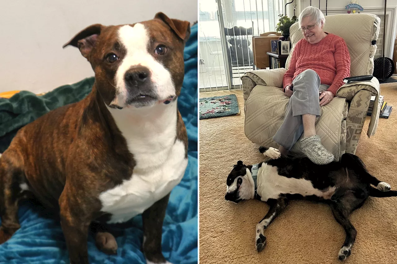 Dog Abandoned in a Park Now Living 'Best Life' Pampered by Senior Citizens