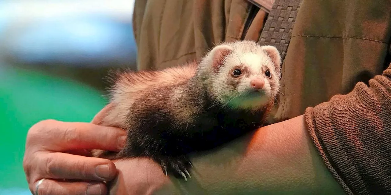 20 Tiere bei Einbruch getötet: Strafe für Kinder in London