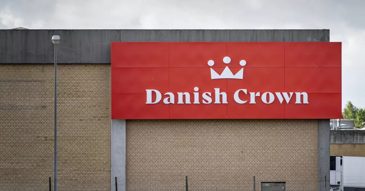 Danish Crown lukker Ringsted-slagteri og nedlægger 1200 job