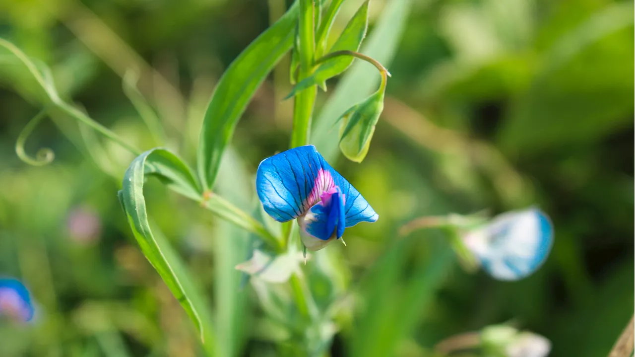 What are 'orphan crops'? And why is there a new campaign to get them adopted?