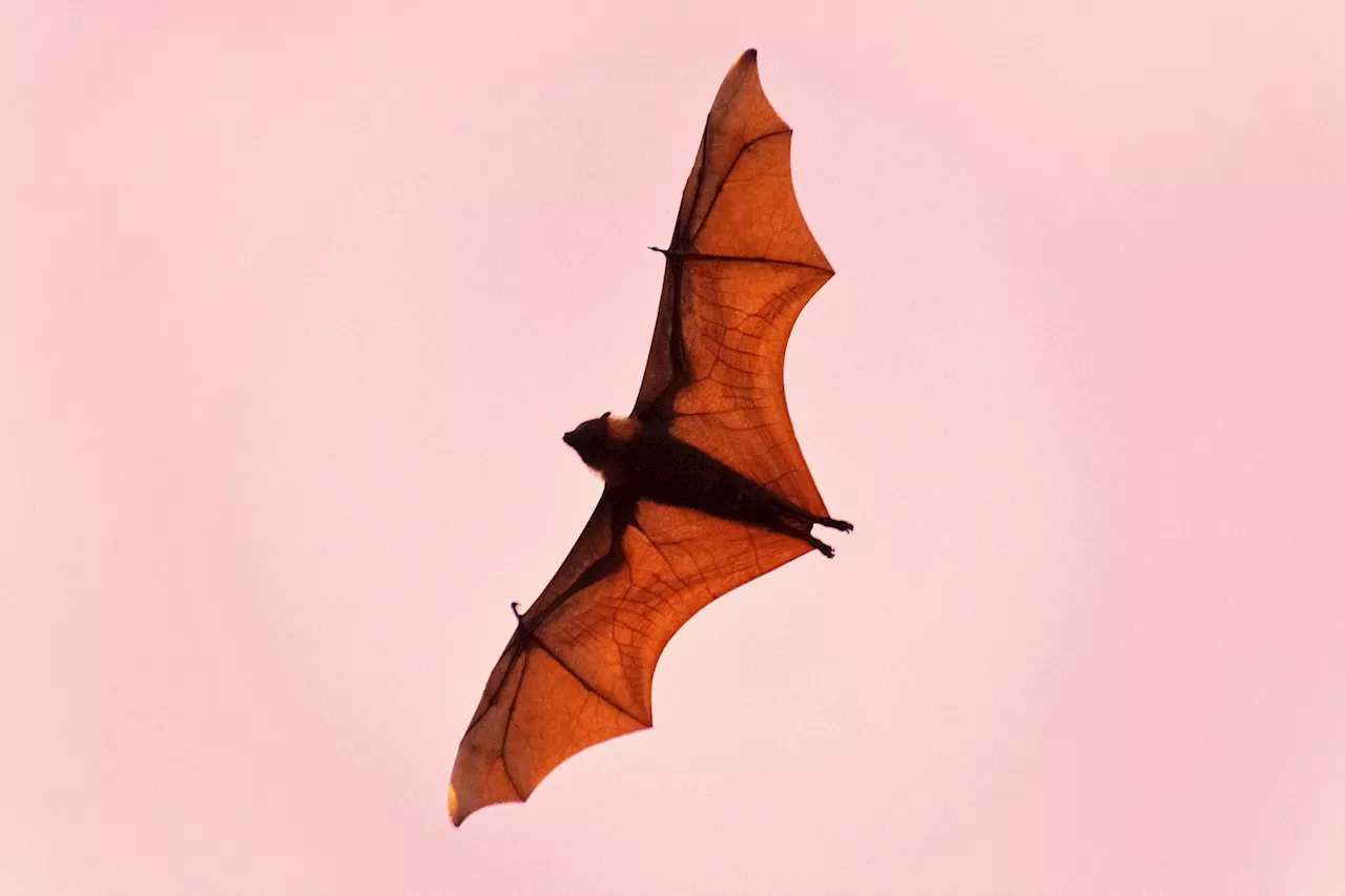 Africa is full of bats, but their fossils are scarce—why these rare records matter