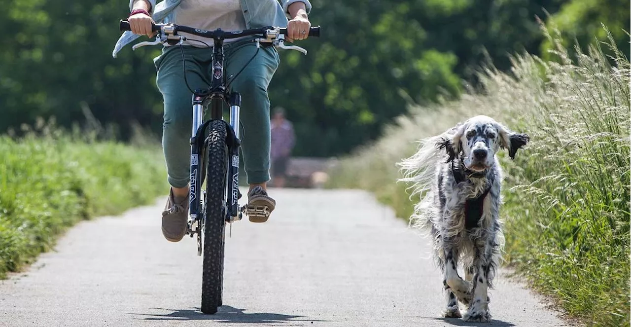 Tipps für das Radfahren mit Hund