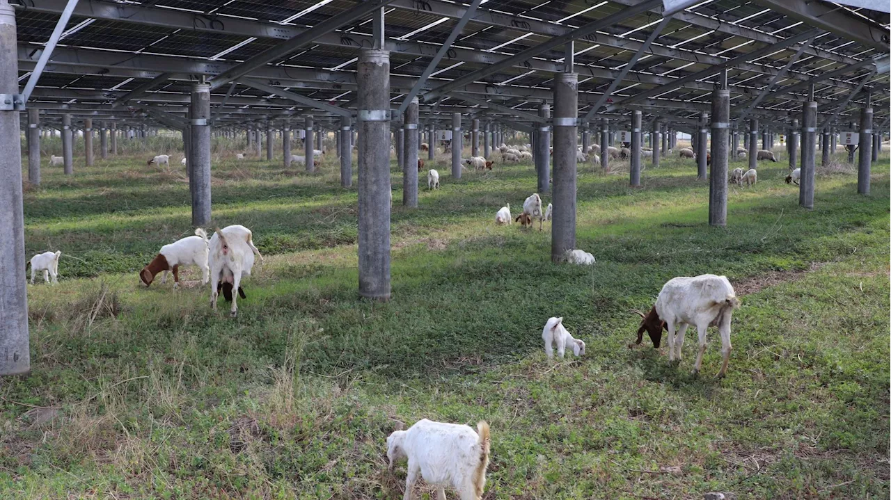 'L’agrivoltaïsme en Wallonie est une nouvelle menace pour les agriculteurs': les associations se mobilisent