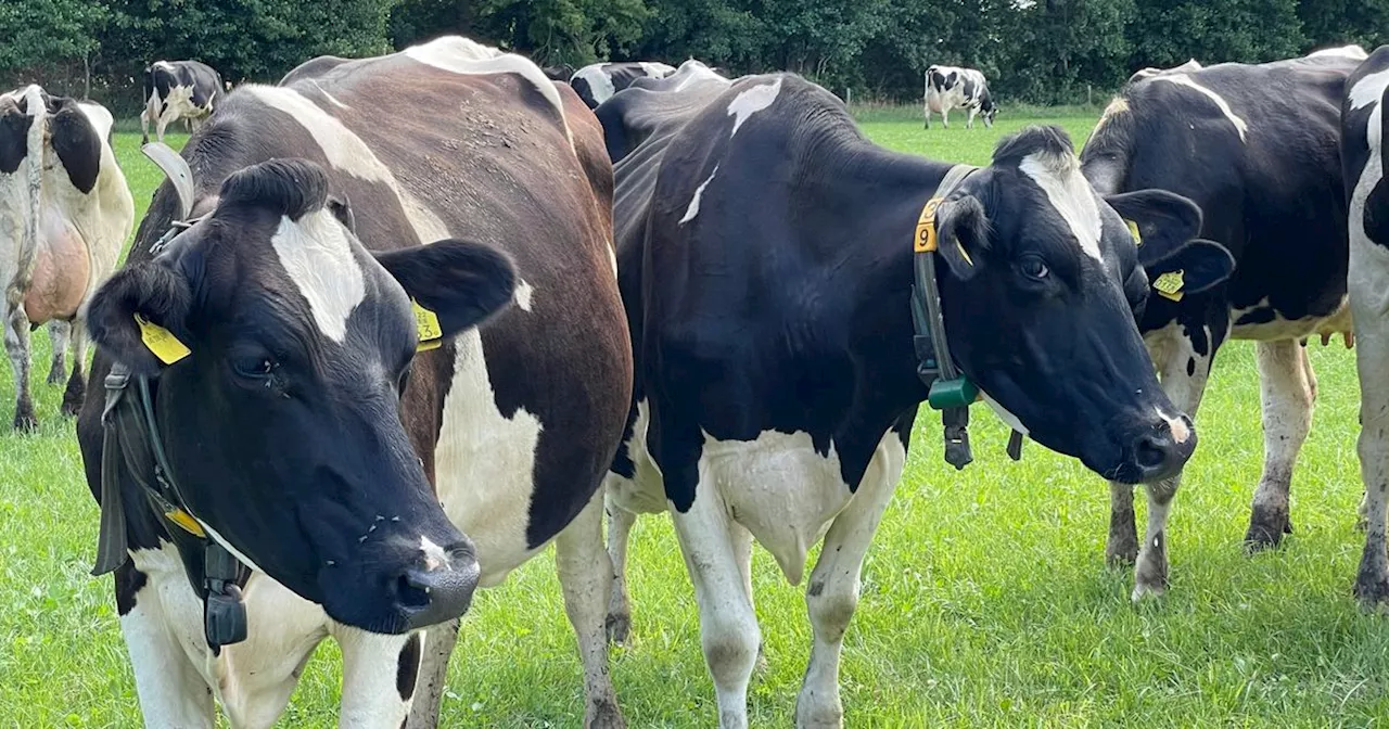 Minder vee in Drenthe, maar nog altijd meer dan 7 miljoen dieren