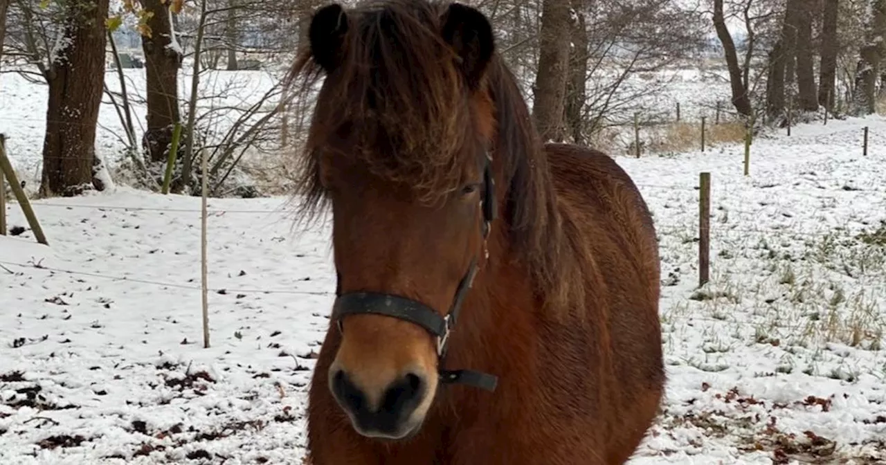 Thea maakt zich ernstige zorgen over gestolen paard: 'Hij heeft medicijnen nodig'