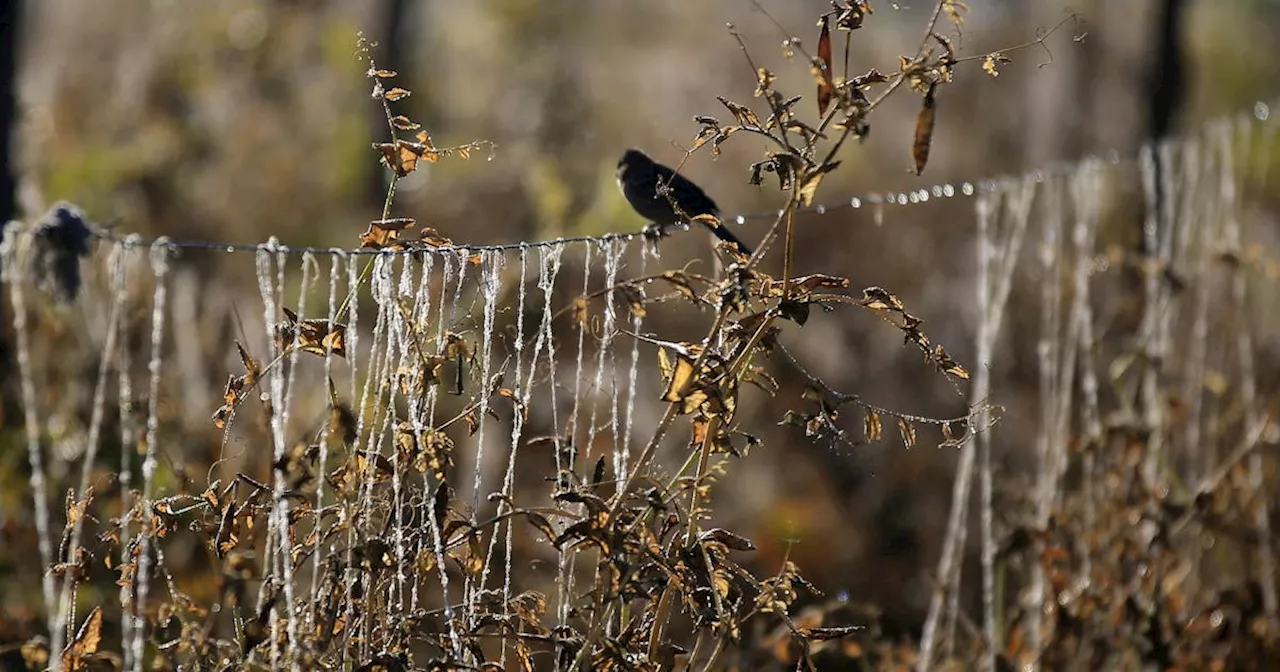 Latin America must brace as El Nino flips to La Nina, experts warn