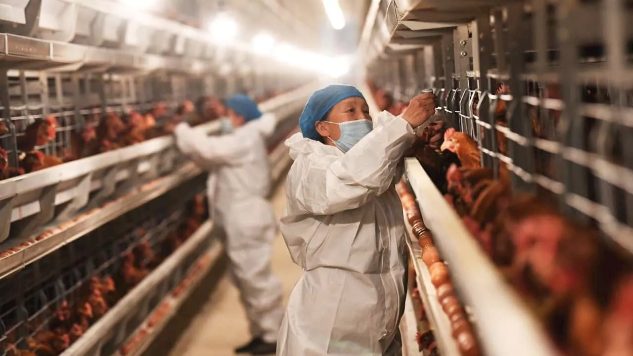 Why there's 'enormous concern' over the risk of bird flu spreading to humans