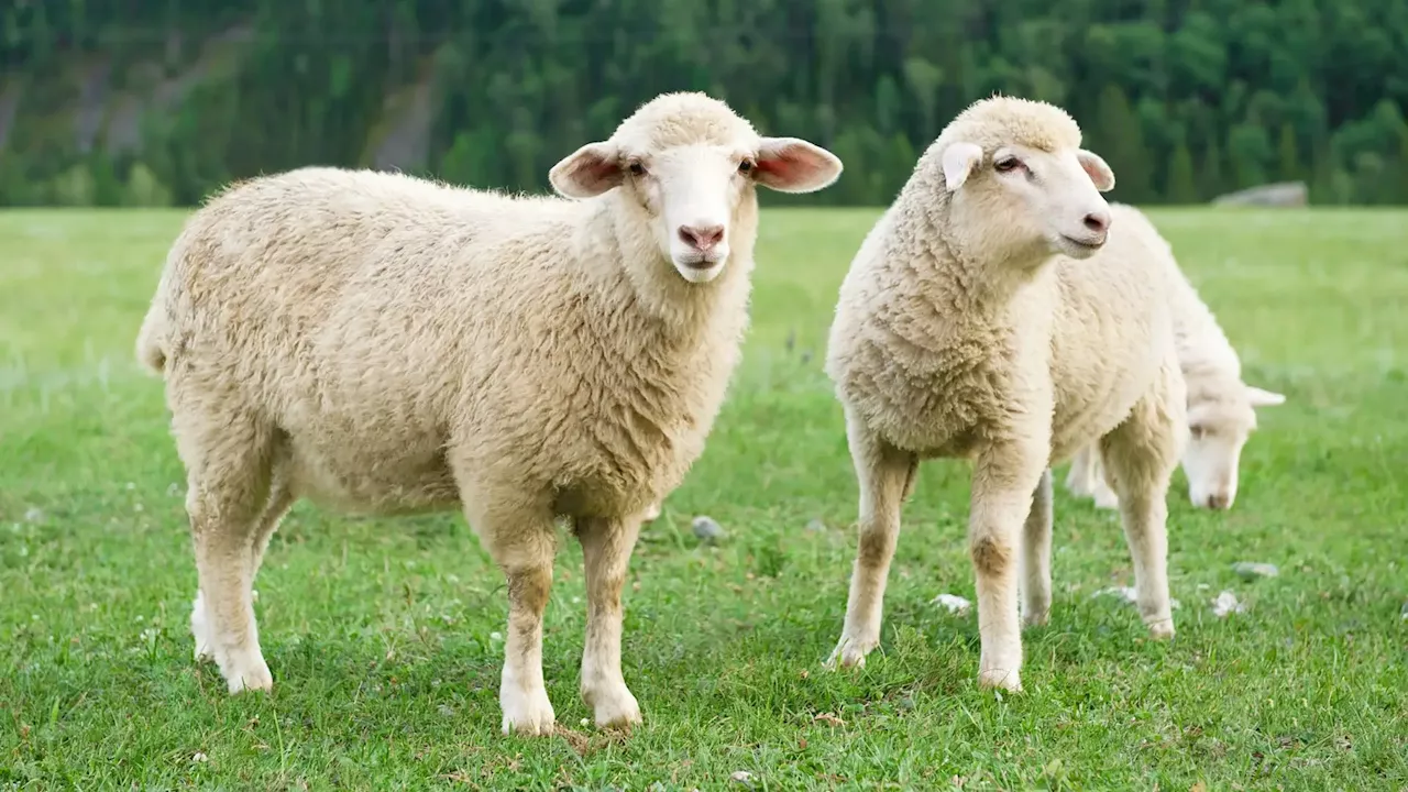 Viseu paga a pastores que ajudem a limpar terrenos florestais com ovelhas e cabras