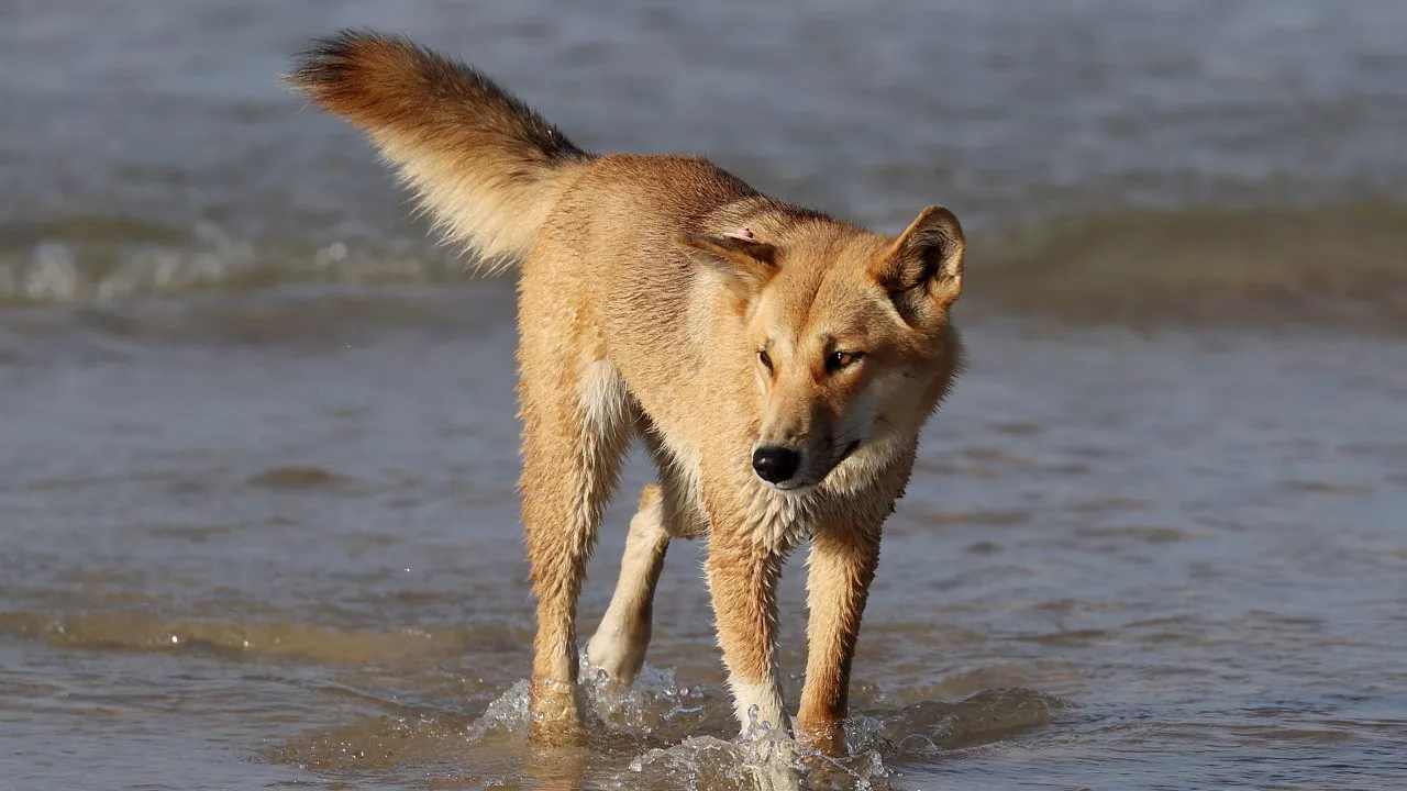 Child bitten by dingo near popular swimming spot on K’gari