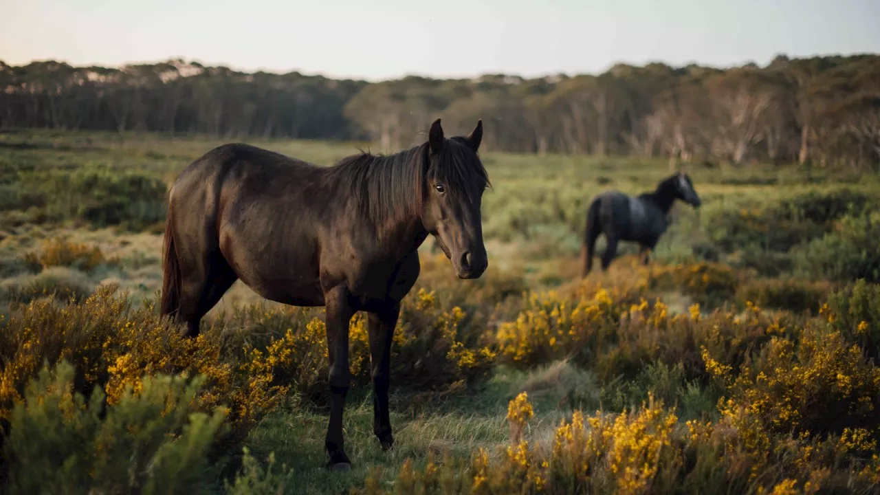 Chilling update in Wagga Wagga horse corpse case