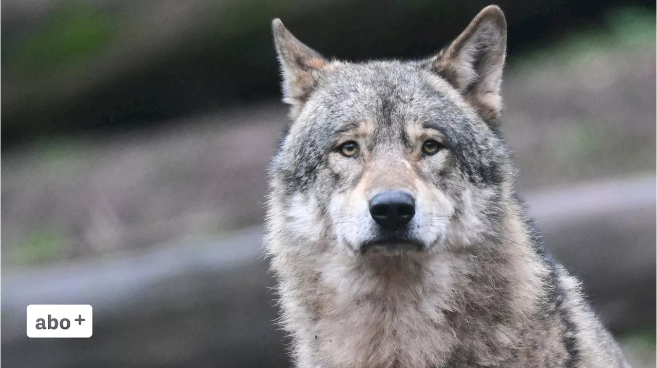 Wolfsjagd in Russland: Experte bezeichnet sie als sinnlos – Regierungsrat Tinner würde Reise nicht mehr bewilligen