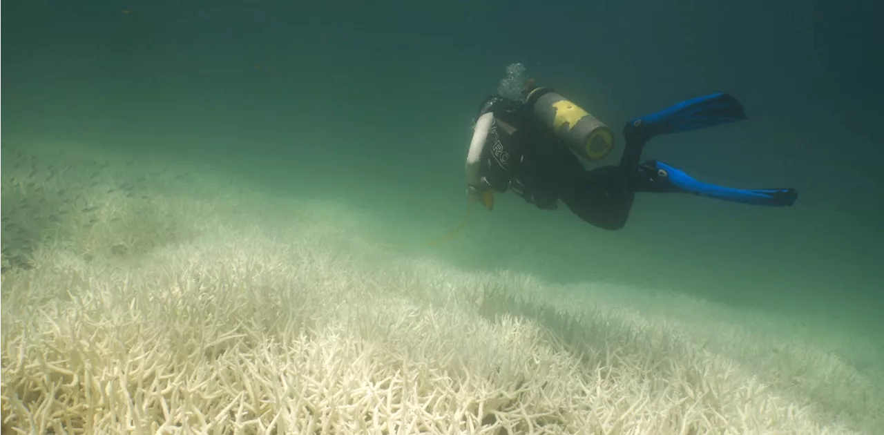 Global coral bleaching caused by global warming demands a global response