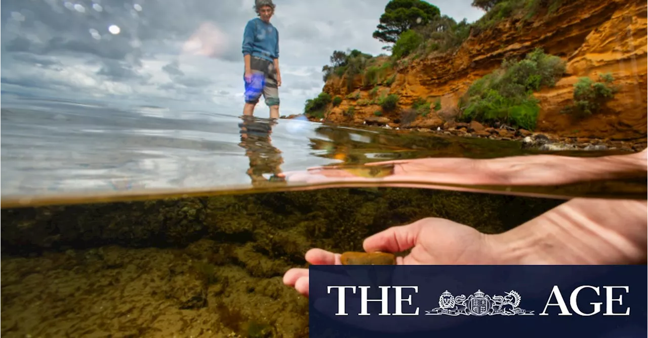 The hidden Melbourne beach teeming with rare fossils