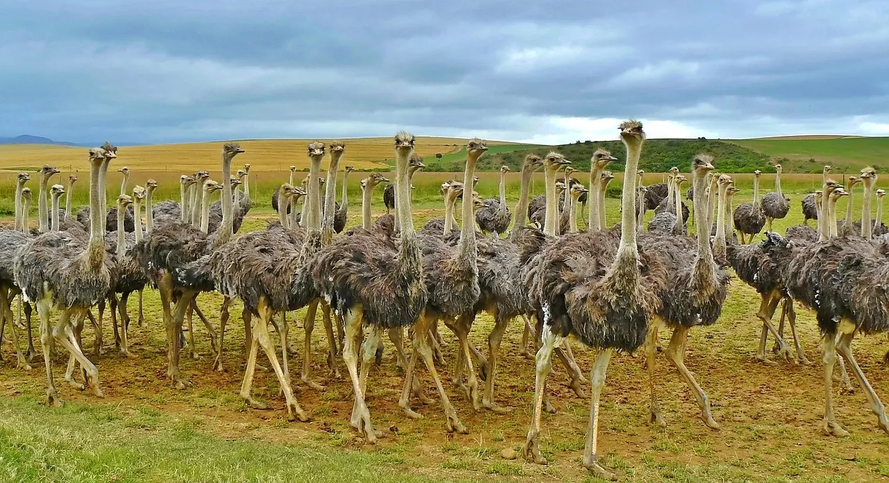 Ostrich appeal: Can these feathered giants be good pets?