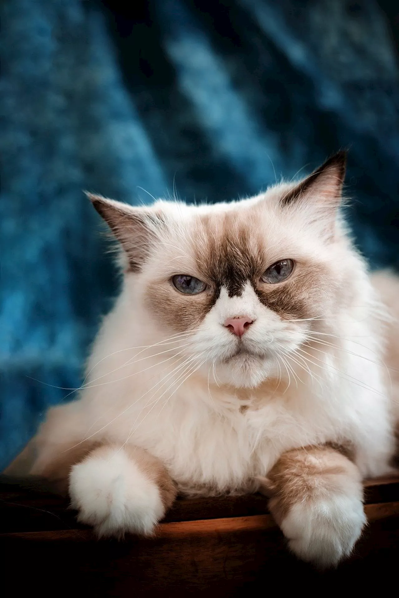 Unveiling the biggest cat breeds